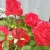 Red Intuition